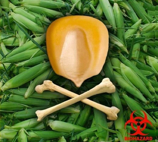 50 USDA Organic “Luther Hill” White Sweet Corn seeds Heirloom non-GMO zea mays