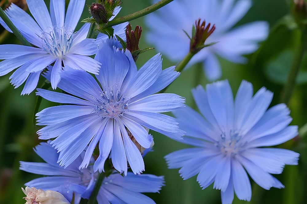 Cichorium intybus CHICKORY – HERB – Seeds!