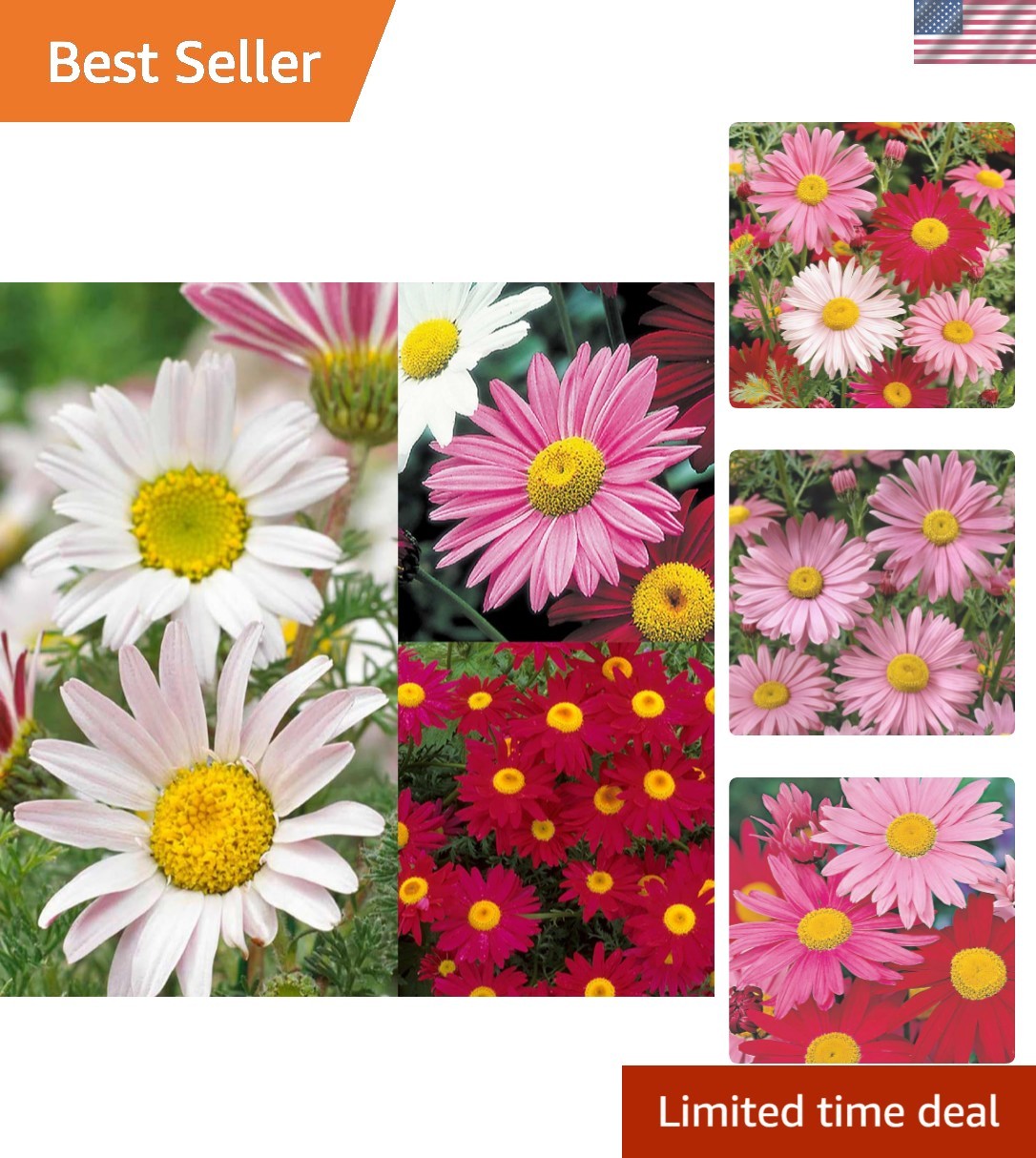 2000+ Pyrethrum Tanacetum Chrysanthemum Seeds for Planting – Pyrethrum Tanace…