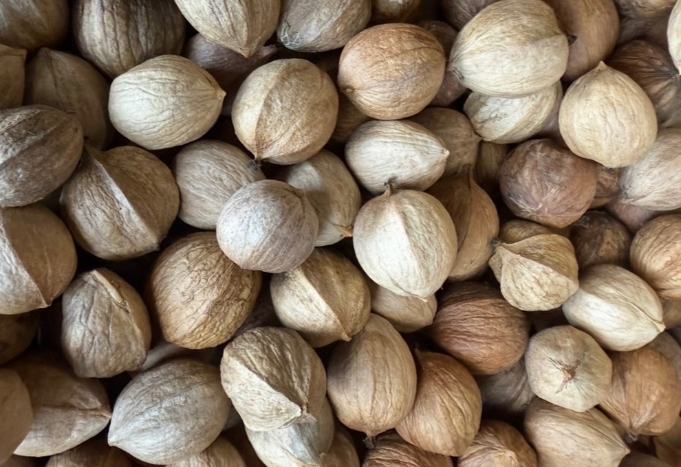 80 HICKORY NUTS (Seeds) from PA—Wild-Foraged—Fresh 2025–FREE SHIPPING carya lane