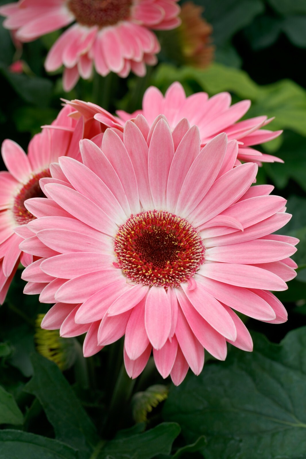 BIN#2R7D6 Gerbera Daisy Seeds Majorette Pink Halo 15 Seeds Early Blooming