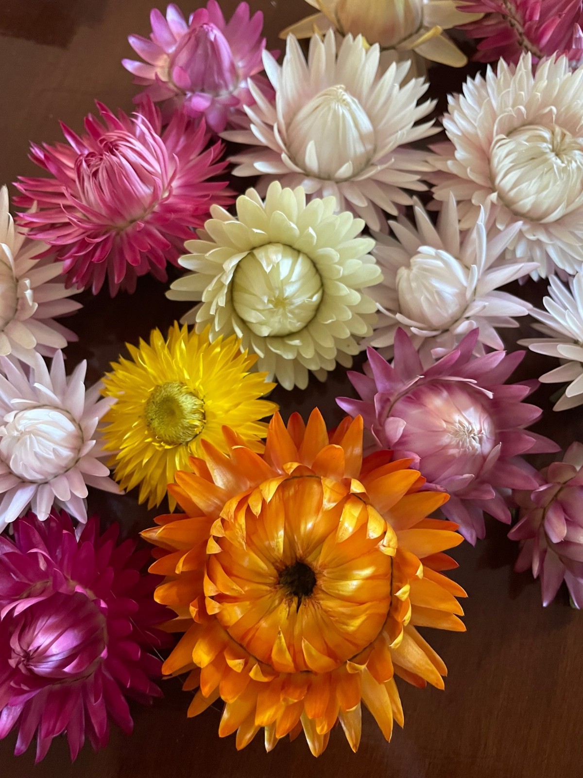Strawflower – Tall Double Mix Seeds 35