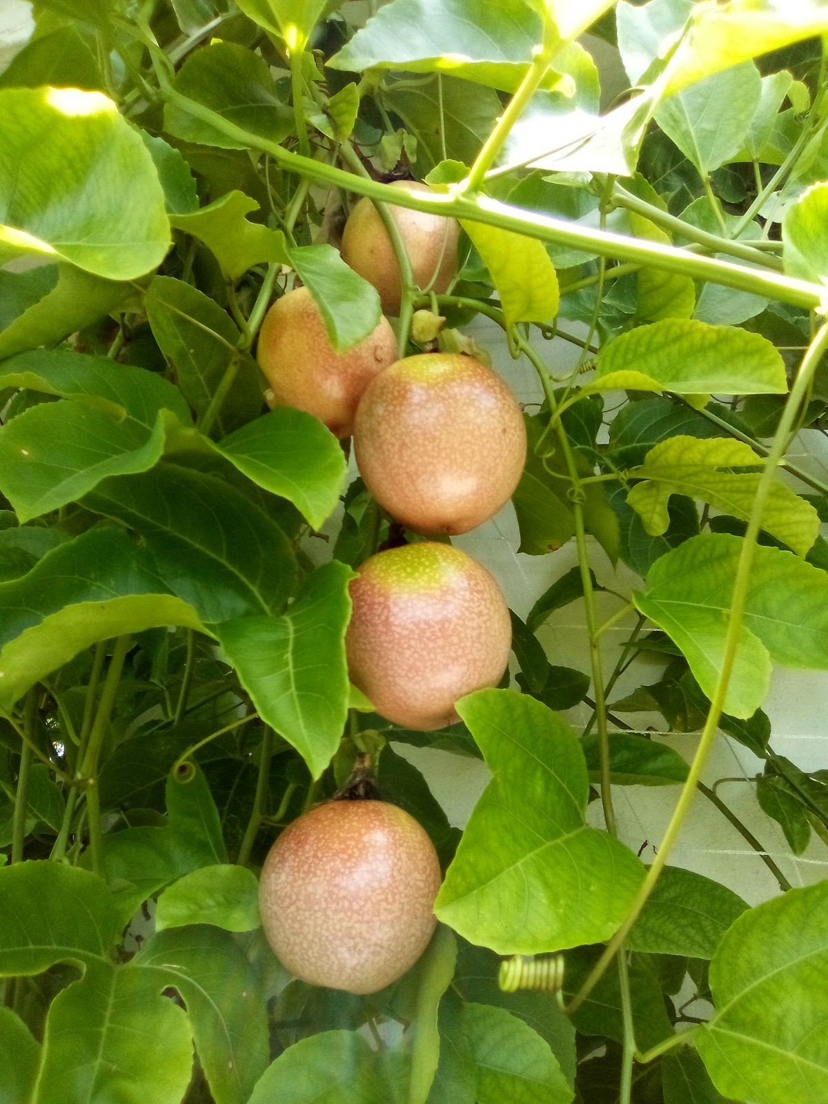 Organic Purple Passion Fruit (Passiflora edulis) 25 Seeds Heirloom Non GMO