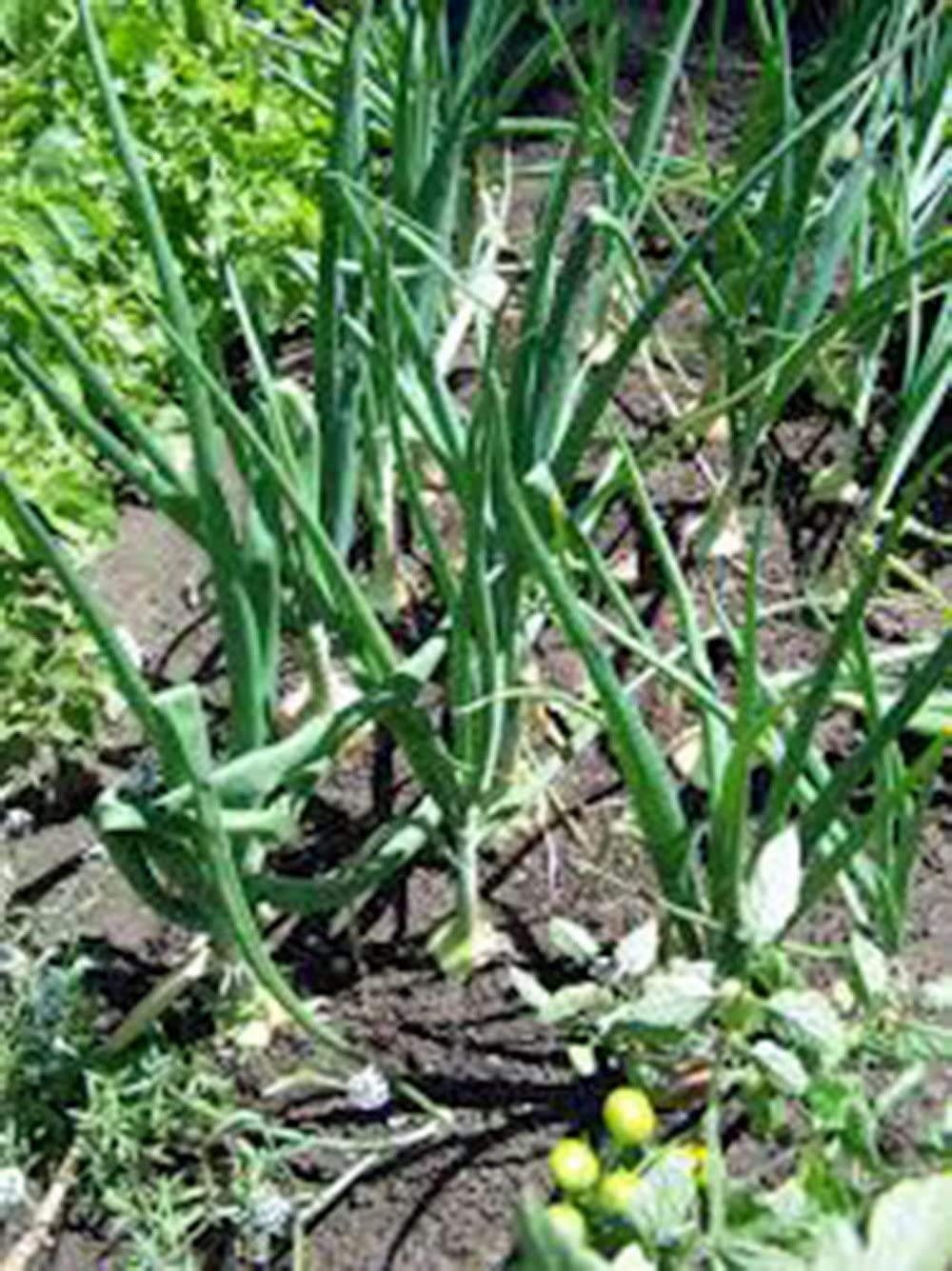 Yellow Spanish Onion Seeds, Heirloom, Non-GMO, Mild Jumbo Onion with Golden Skin