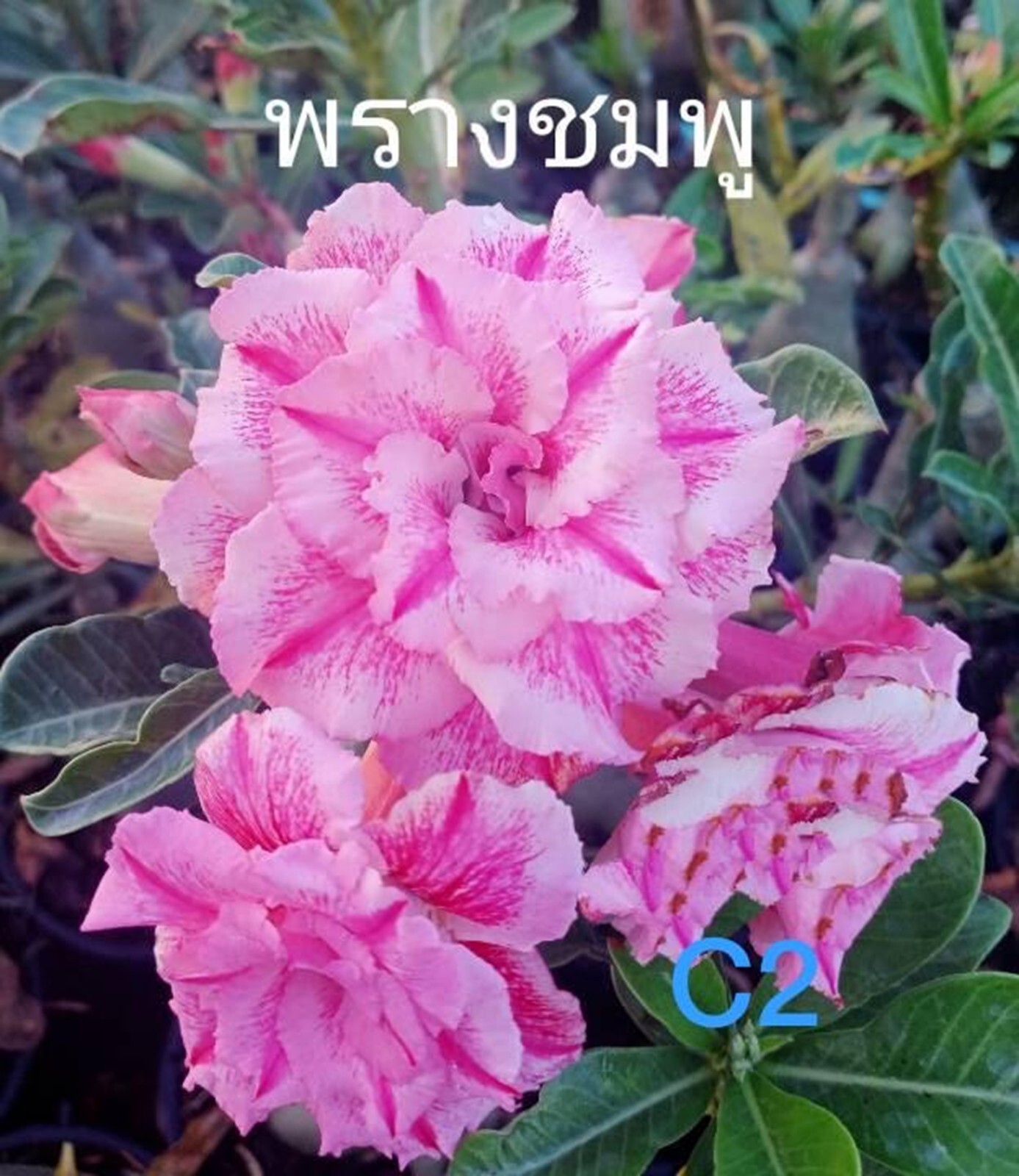 10 Triple Pink Desert Rose Seeds Adenium Obesum Flower Perennial Seed US SELLER