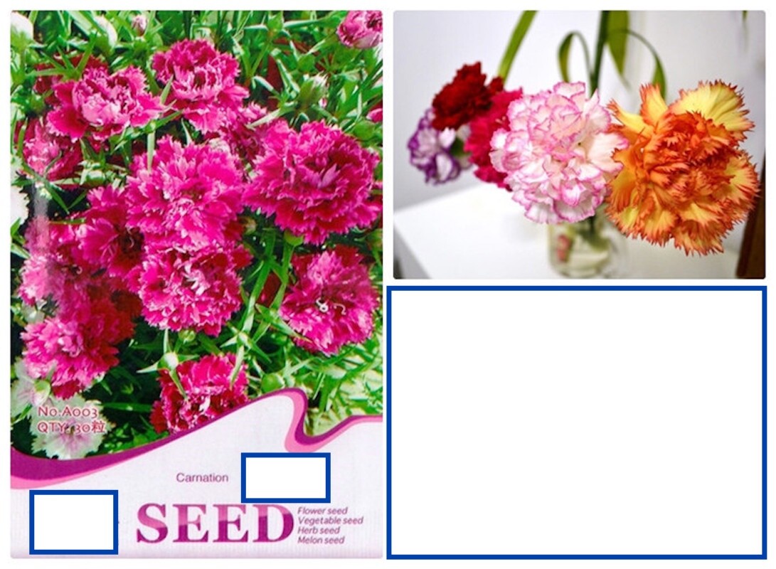 20 SEEDS Mixed Color Chinese Carnation flower exotic garden bed plant USA Seller