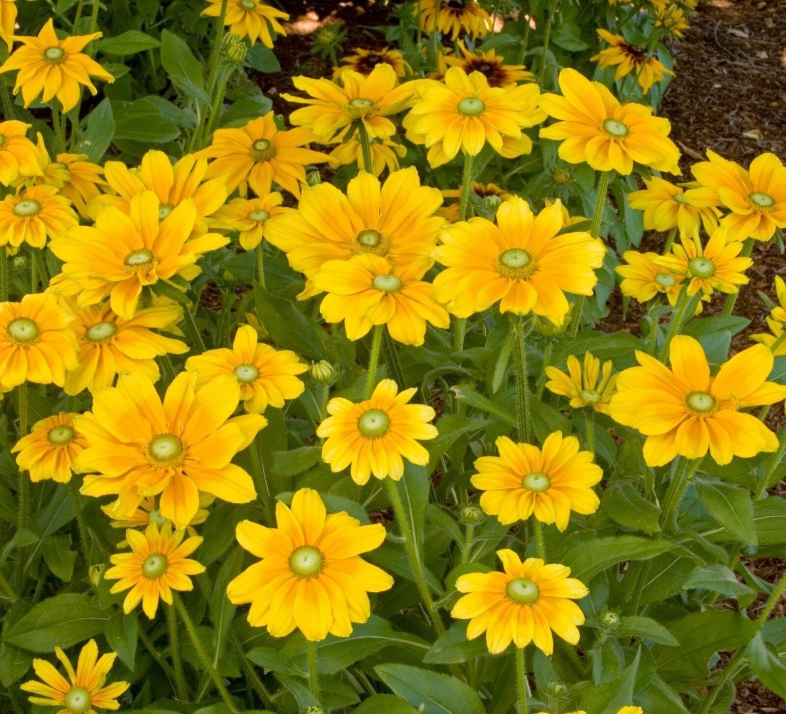 Irish Eyes Rudbeckia Seeds 30 fresh for 2025 (Green Eye Susan)