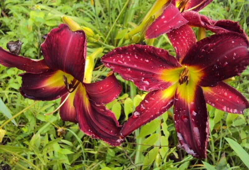 2 Daylily BREATHLESS BEAUTY Live Perennial Flower Bulb Bare Root Plants
