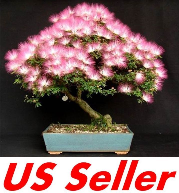 10 PCS Mimosa Albizia Seeds F11, Julibrissin Exotic Flower Persian Silk Bonsai