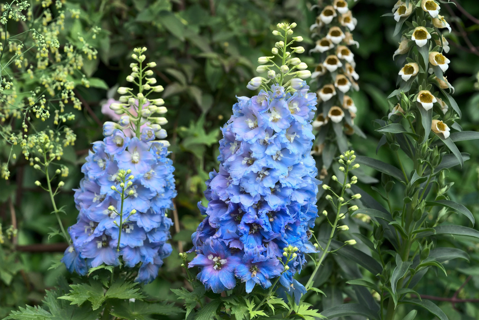 100 ROCKET LARKSPUR DELPHINIUM Consolida Giant Imperial Mixed Color Flower Seeds