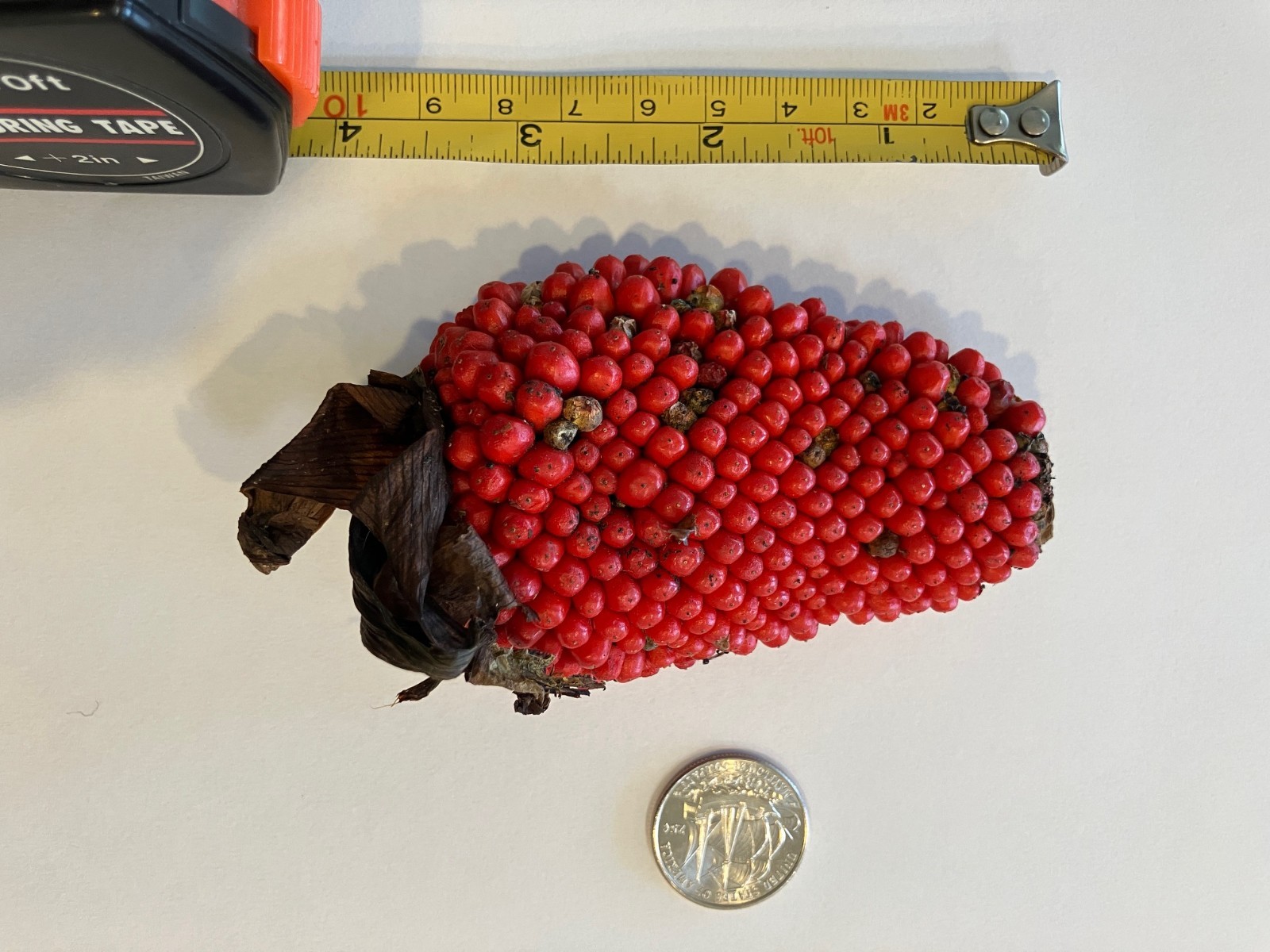 Japanese Jack In The Pulpit – Arisaema Sikokianum SEED POD. Super RARE.