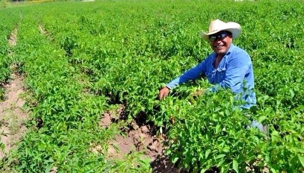 Anaheim chili hot pepper seeds non-gmo heirloom open pollinated awesome flavor!