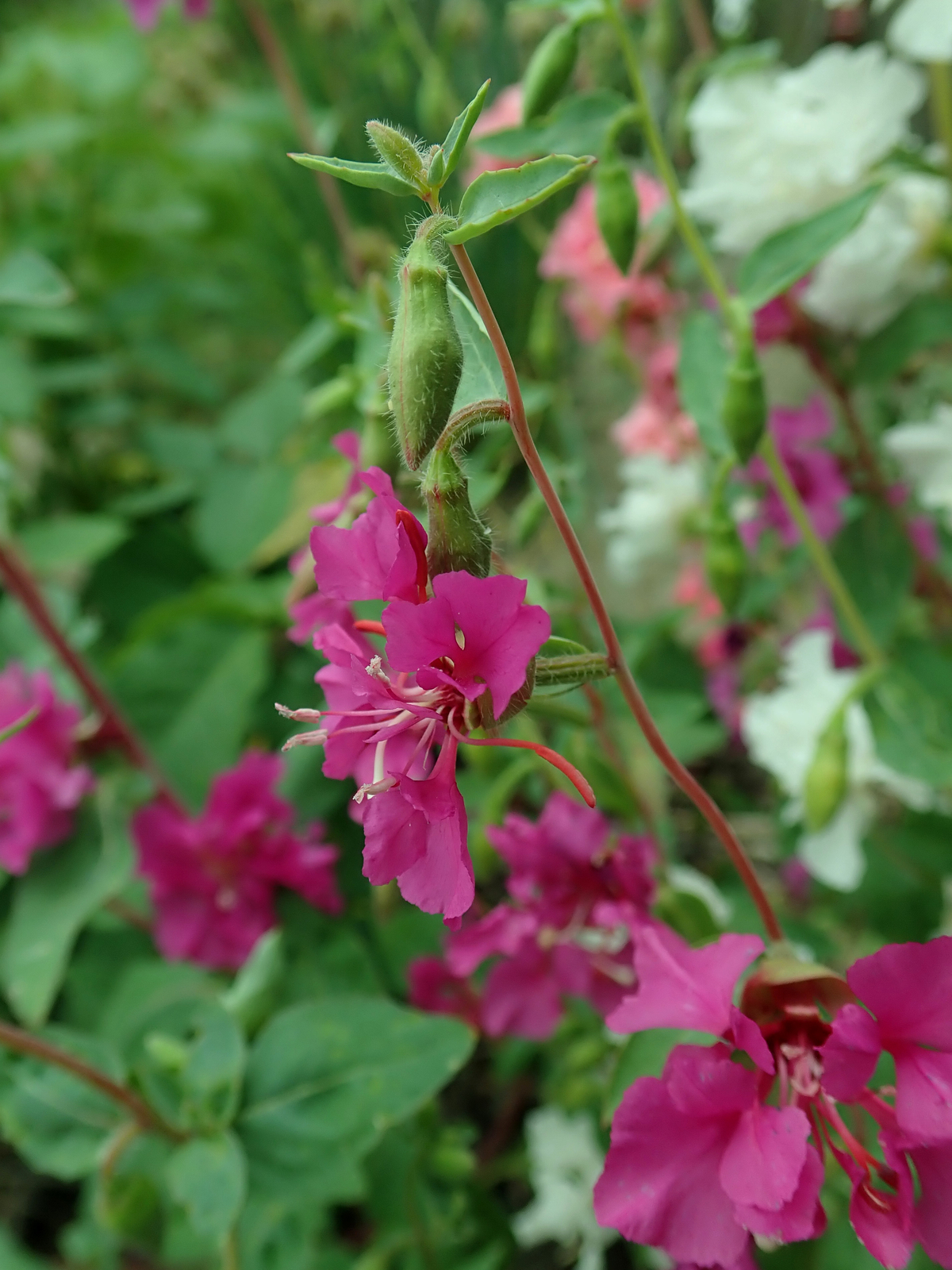 1,000 MOUNTAIN GARLAND Seeds (Clarkia unguiculata) | NON-GMO | Free shipping