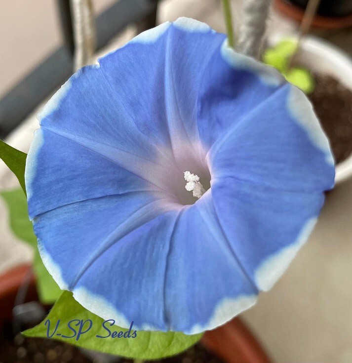 Dusty Blue Collection – Japanese Morning Glory – ipomoea NIL – 6 seeds – Amazing