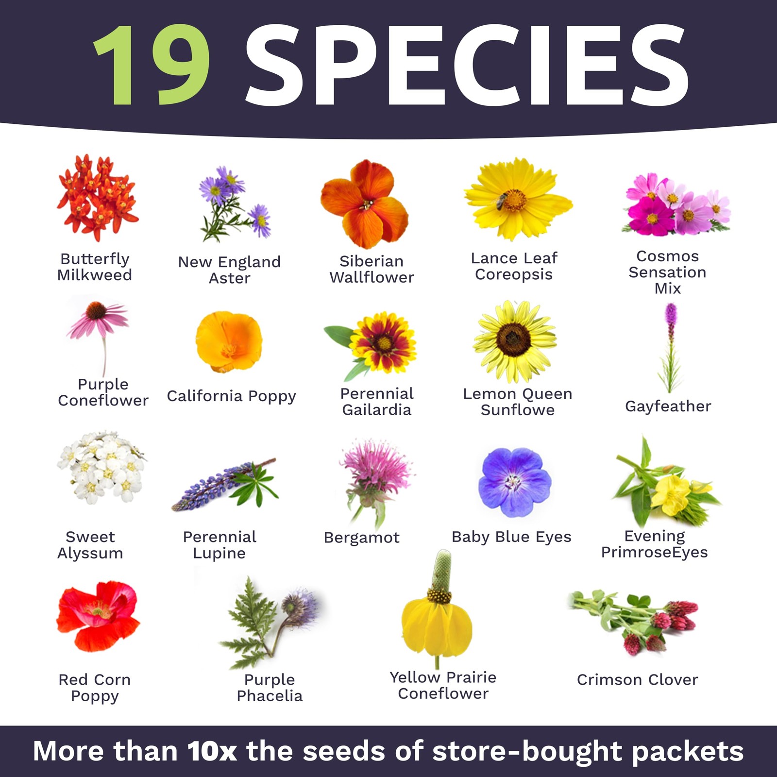 Bee Friendly Wildflower Seed Mix – Bulk 1 Ounce Packet – Over 7,500 Open Poll…