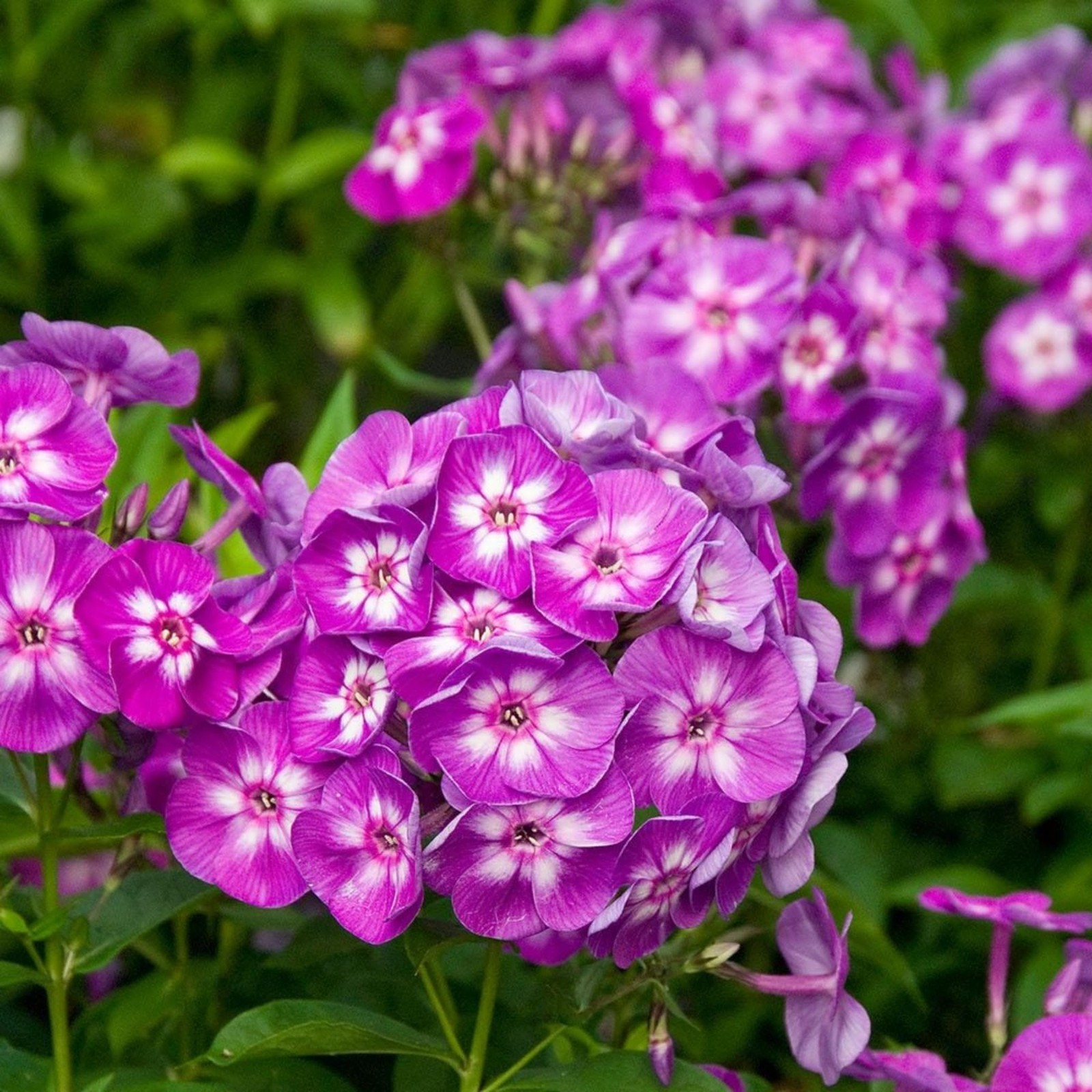 Mixed Phlox Seeds for Planting – 2000 Creeping Phlox Seeds Perennial Ground C…