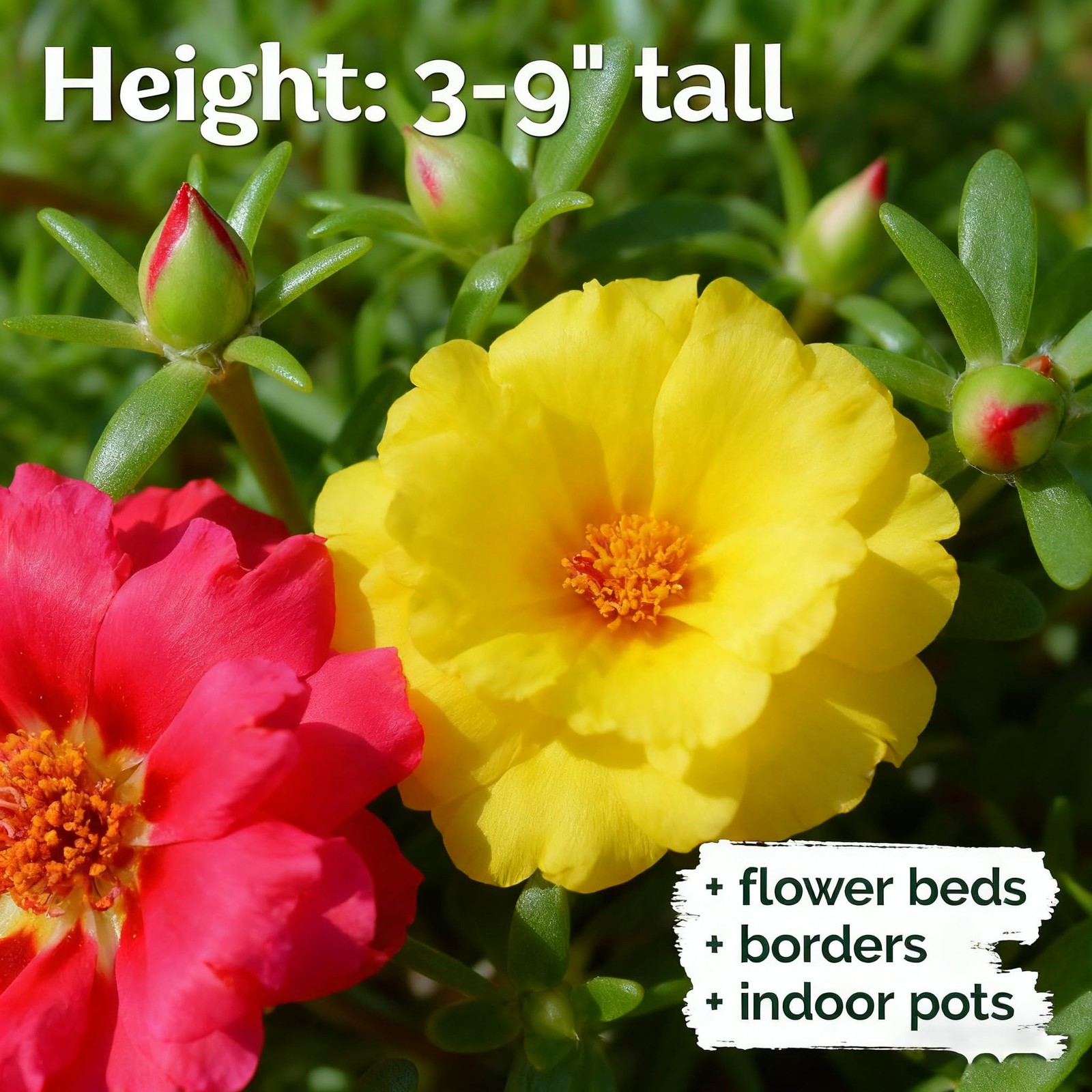 Mixed Color Portulaca Grandiflora Seeds, 20000 Double Moss Rose Seeds for Pla…