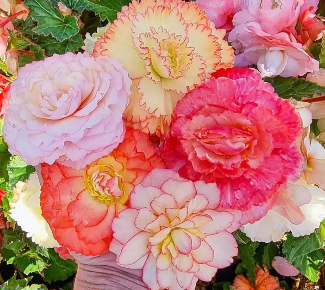 Colorful Begonia Flower Bulb Mix (3 Bulbs) – Fringed Double Blooms for Pots & Co