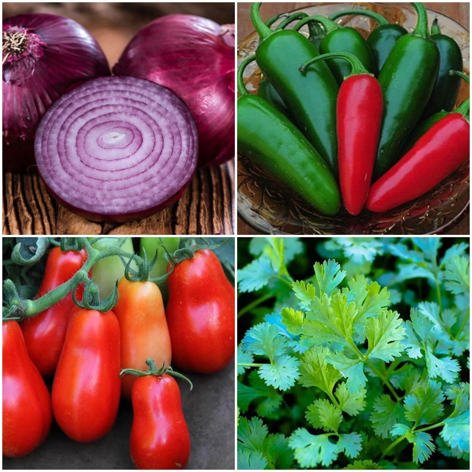Easy-Gro Salsa Garden Seed Kit Over 100 Seeds