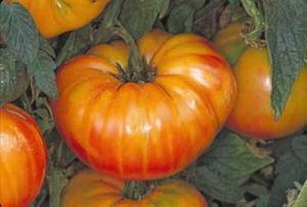 120+ Pineapple Tomato Seeds – Heirloom – Organic – NON GMO — FRESH — RARE