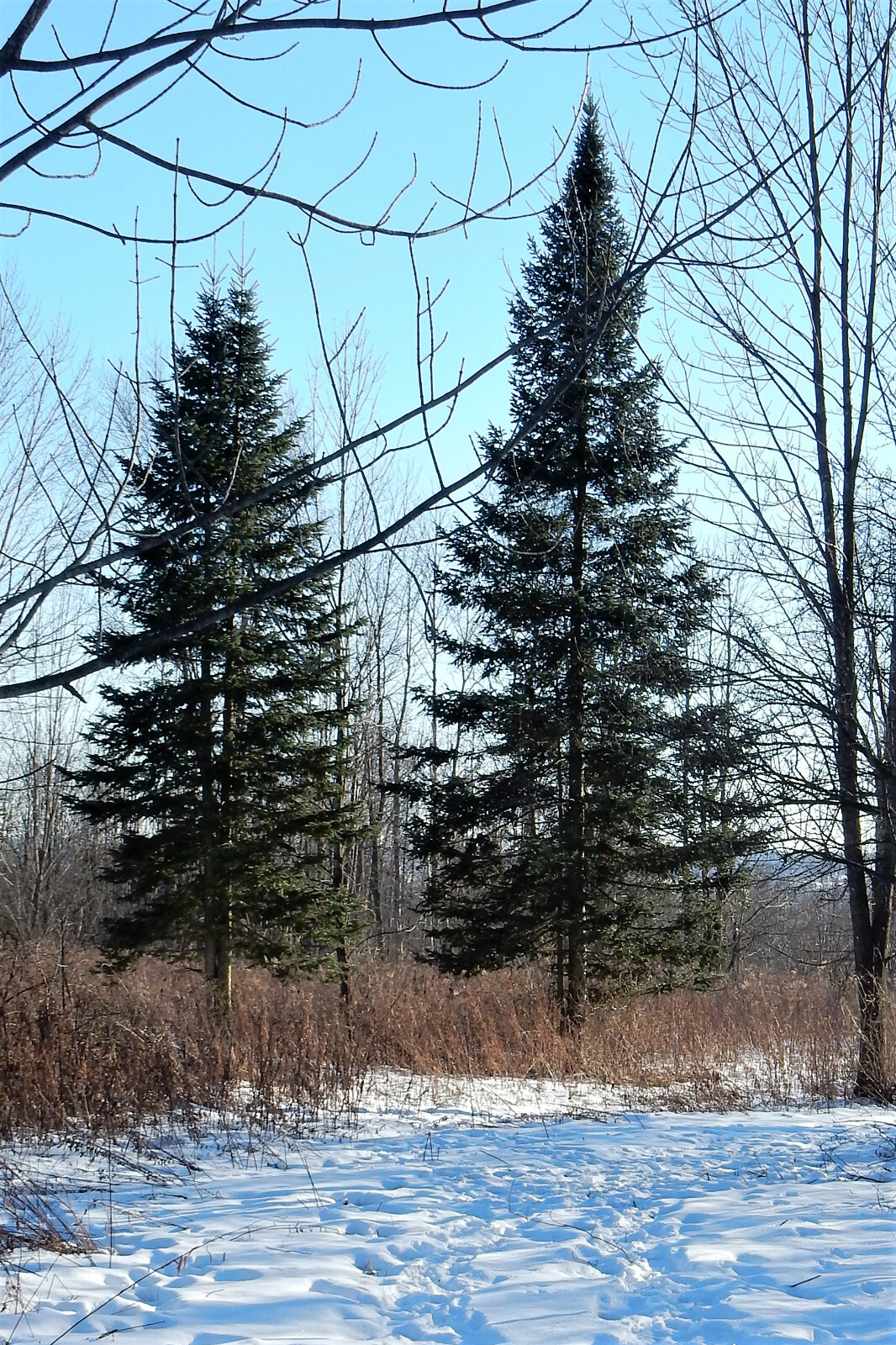 30 BALSAM FIR Tree Abies Balsamea Christmas Tree Silver Pine Canadian Fir Seeds