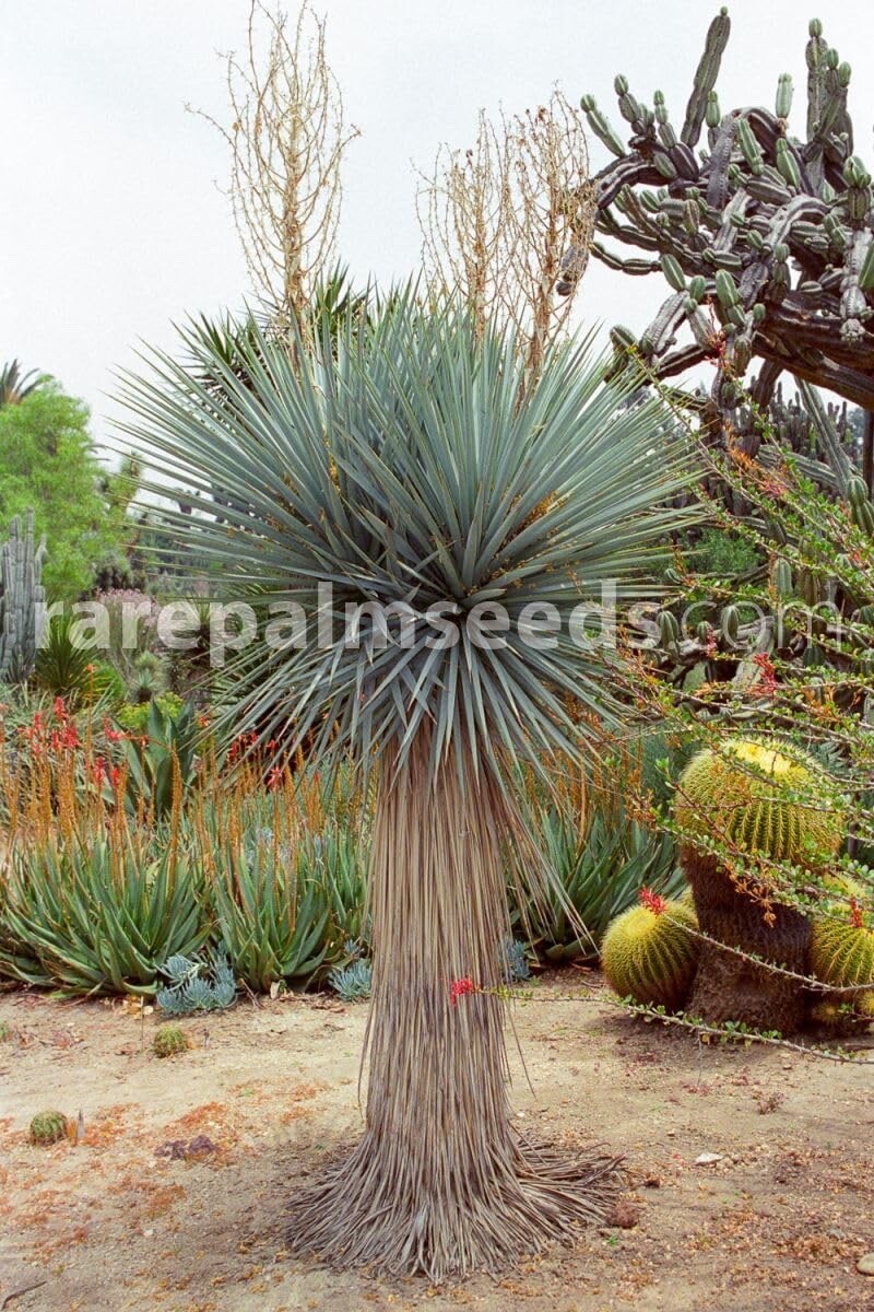 Blue Yucca Tree Seeds for Planting (10 Seeds) – Yucca rigida