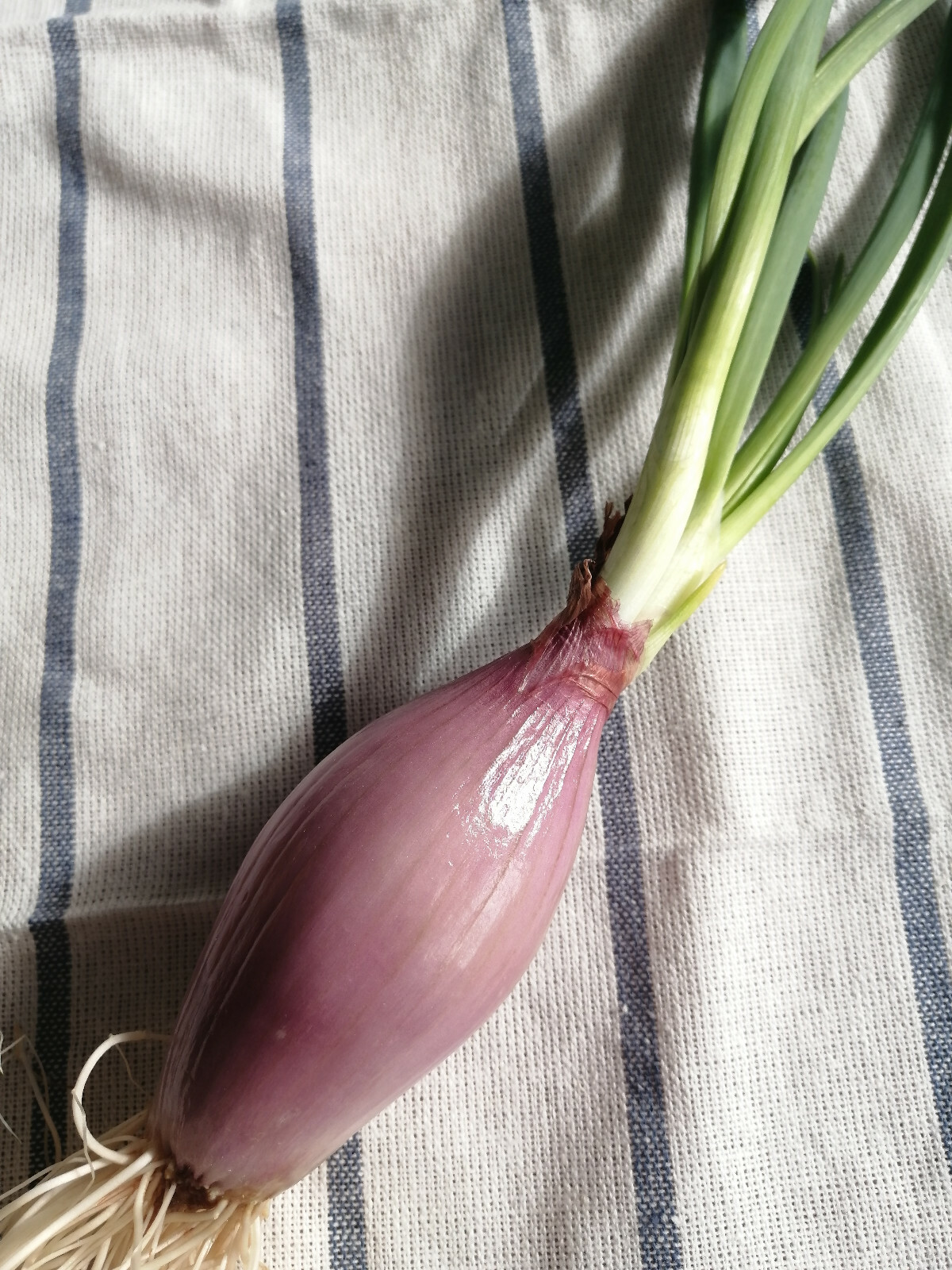 100 Italian Heirloom Torpedo Red Onion Seeds – Allium cepa Rossa Lunga di Tropea