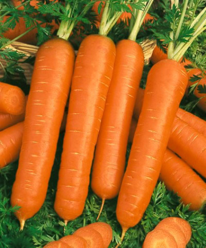 1/4 oz Carrot Seed, Scarlet Nantes, Heirloom Bulk Carrot, Coreless, Approx 6,000