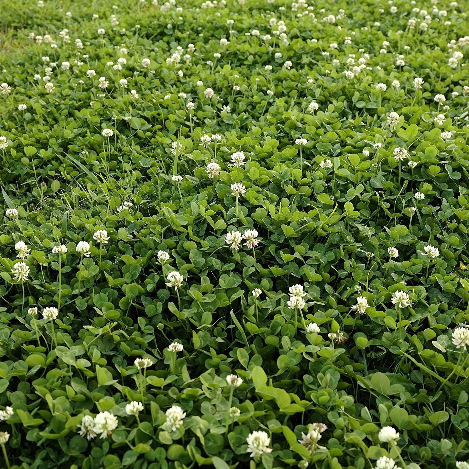 Eco-Friendly White Clover Seeds, Nitro-Coated, 1 Pound for Healthy Yards