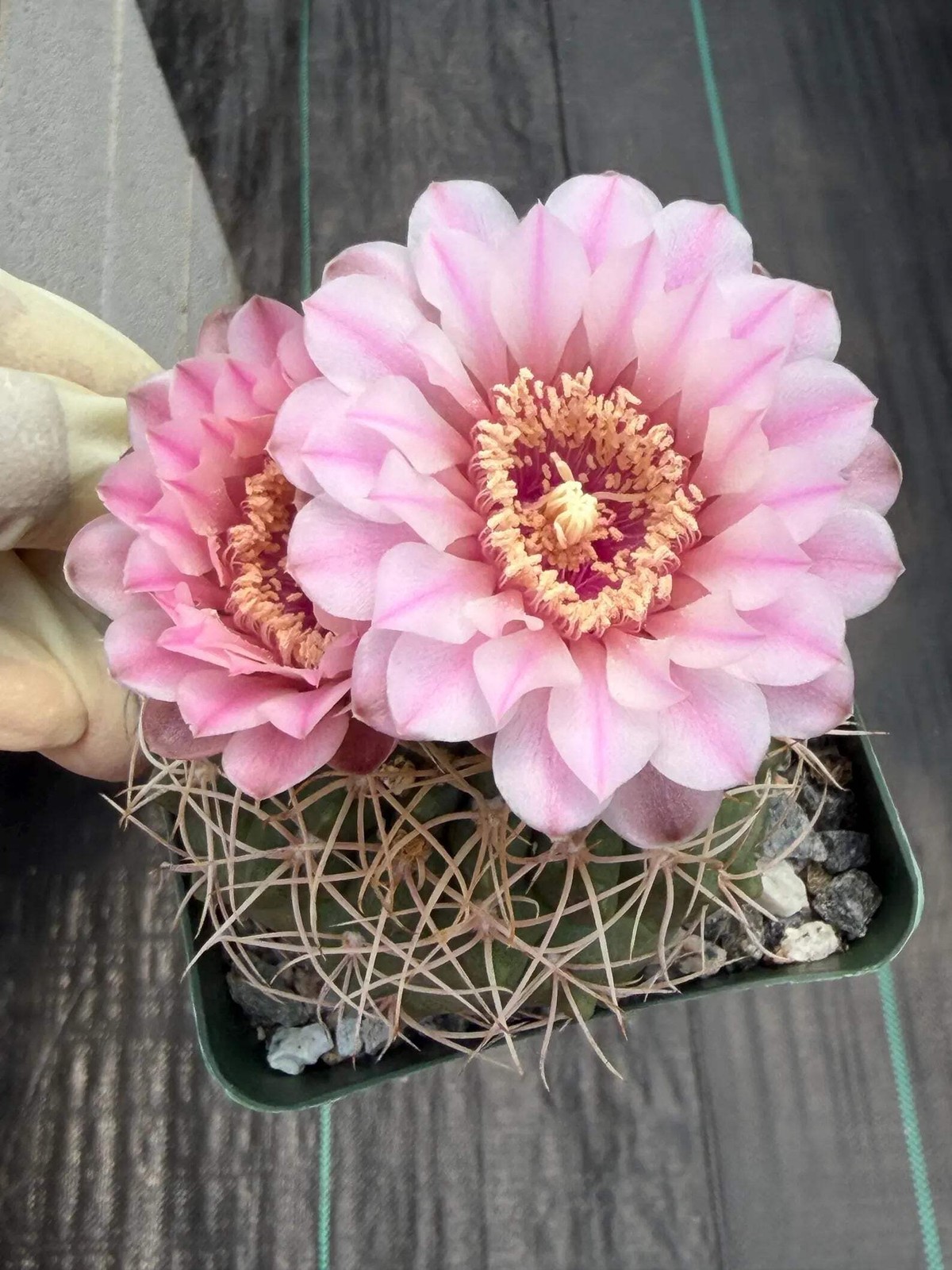 Gymnocalycium Golden Spine | Rare Seed Grown Live Cactus Plant