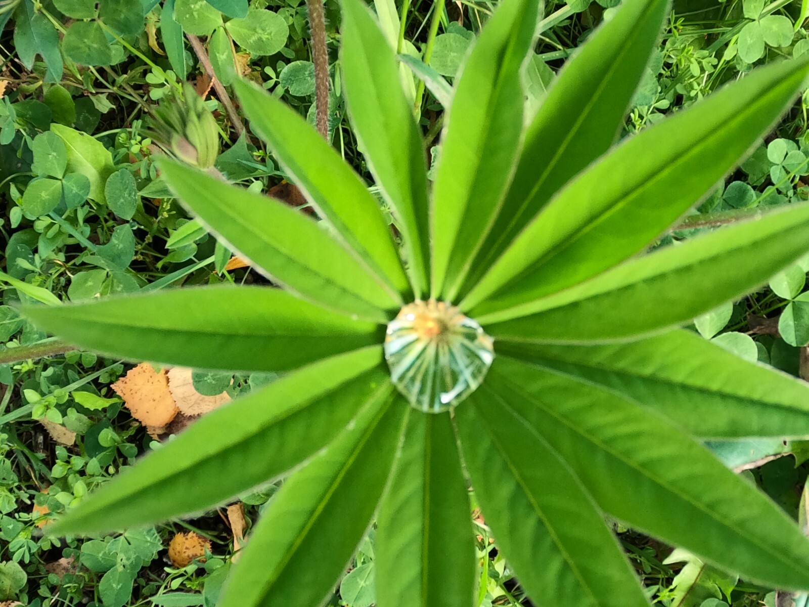 Lupine Alaska Wild Harvested Fifty Seeds / Lupinus perennis
