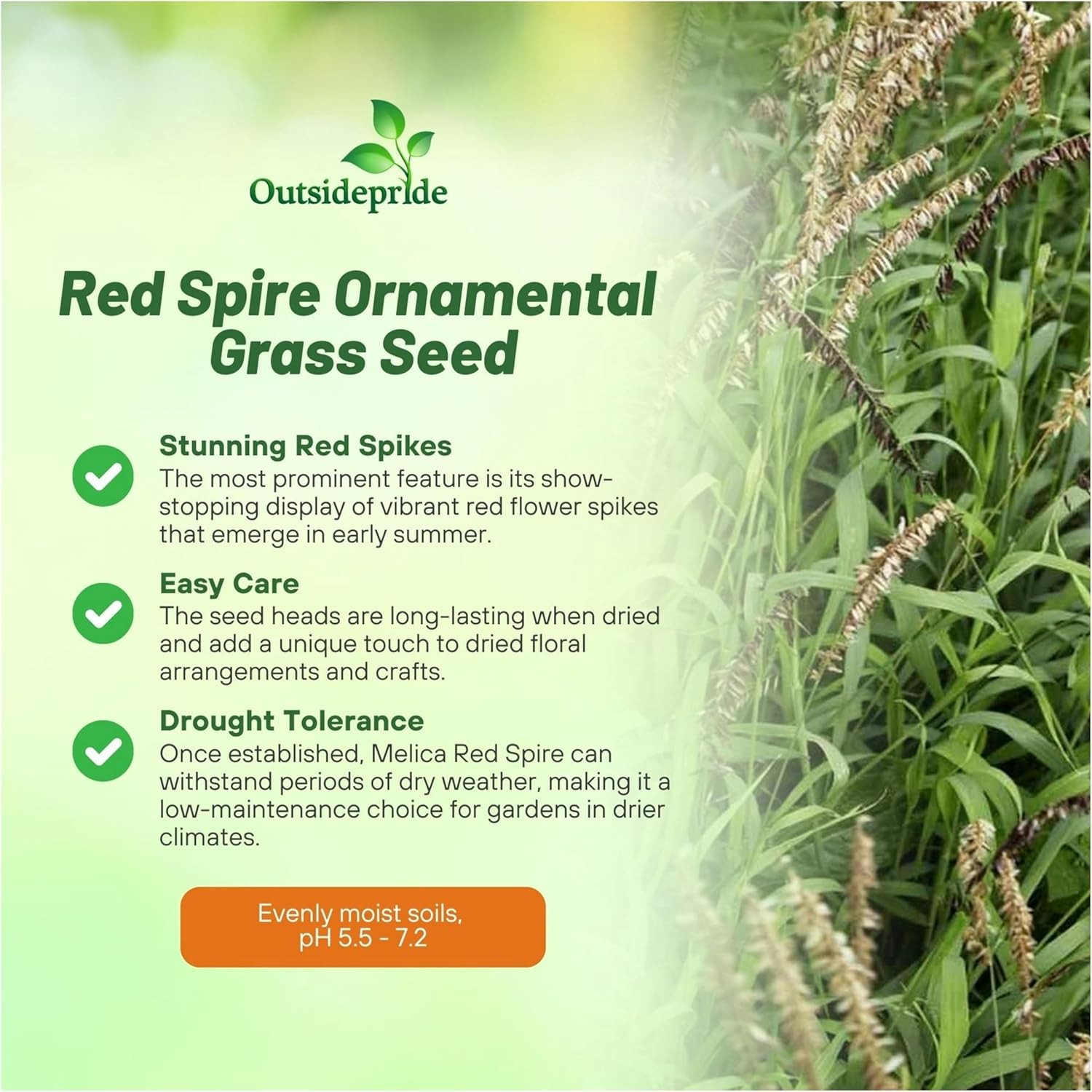 1000 Seeds Melic Seed – Melica Altissima Red Spire Ornamental Grass Seed