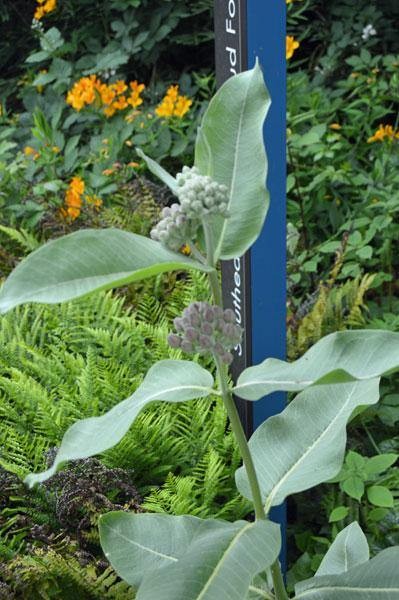 Asclepias speciosa | Showy Milkweed | 1000 Seeds