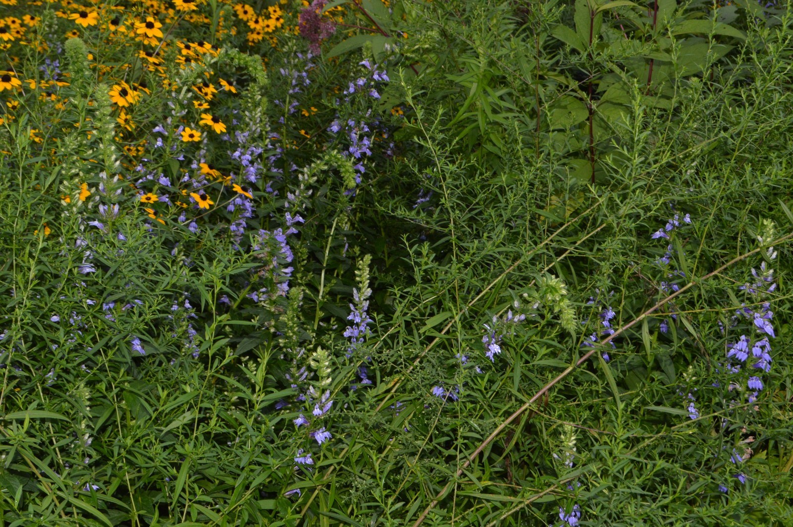1 GRAM + Great Blue Lobelia/Lobelia siphilitica/ORGANIC/10000 + seeds/Native US/