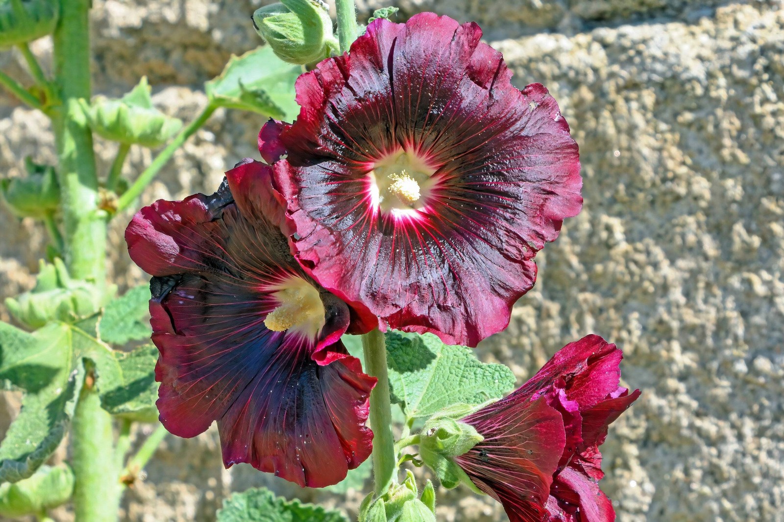 25 BURGUNDY RED HOLLYHOCK Alcea Rosea Flower Seeds Perennial *Flat S/H