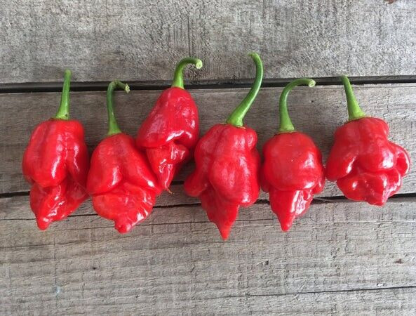 15 Newly Harvested Super-Hot Scorpion Butch T Red Premium Pepper Seeds-A 10