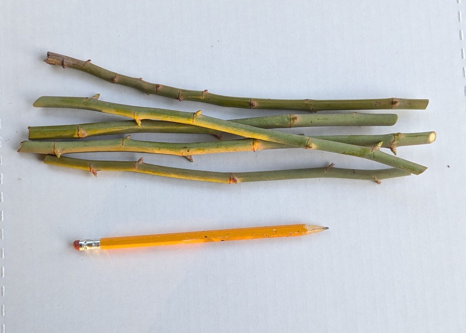 6 (Six) cuttings of FIRST PRIZE ROSE about 10″ for propagation (unrooted)