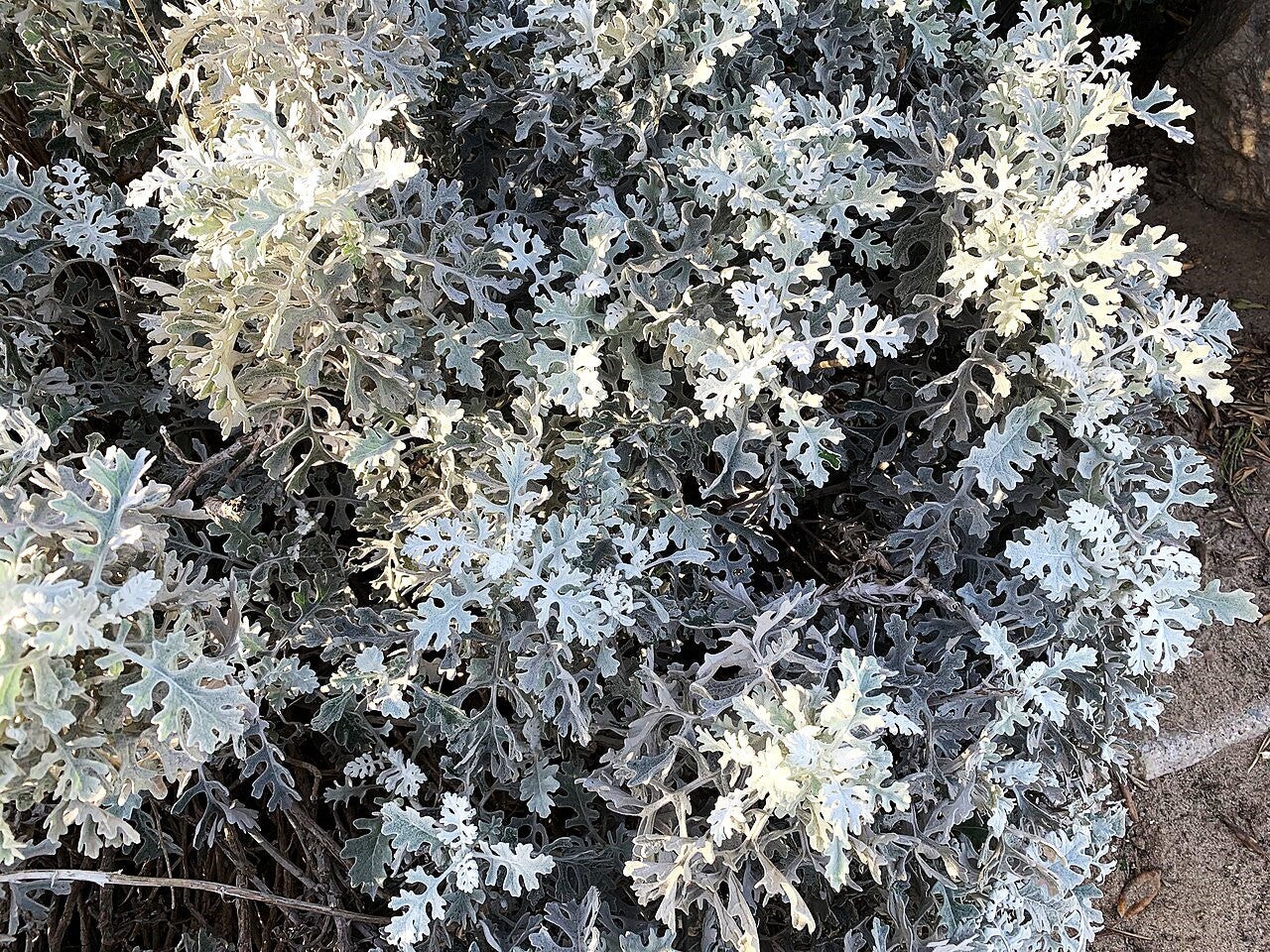 Dusty Miller Seeds – For 2025 Planting Senecio Cineraria Fuzzy Silver White Leaf