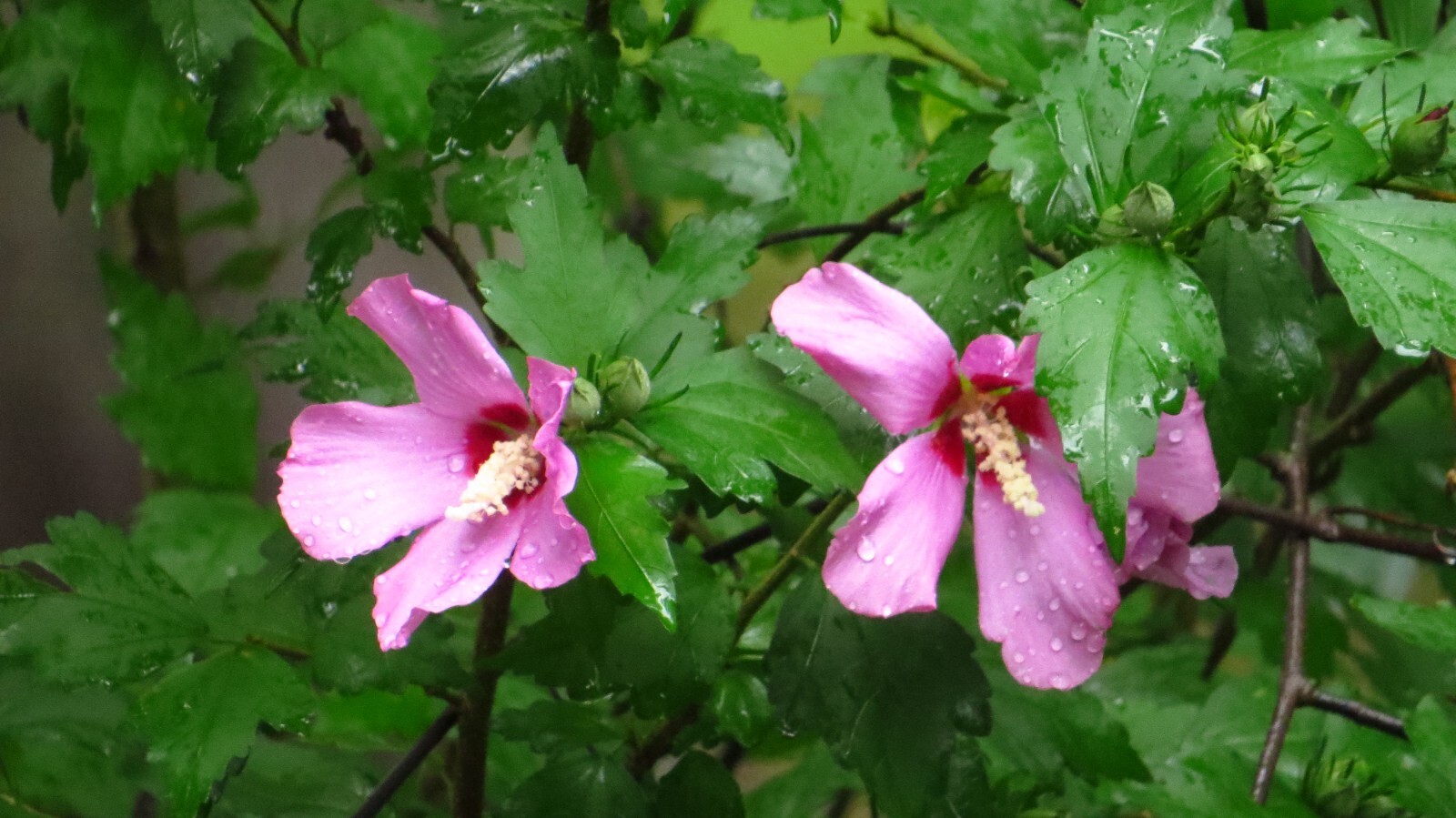 50+ Pink Rose of Sharon Seeds(Hibiscus syriacus/Aphrodite Althea/hardy hibiscus)