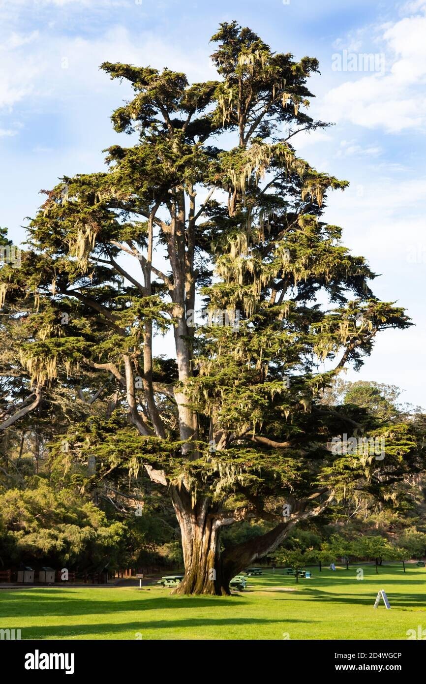 Monterey Cypress Cupressus macrocarpa 25 Seeds
