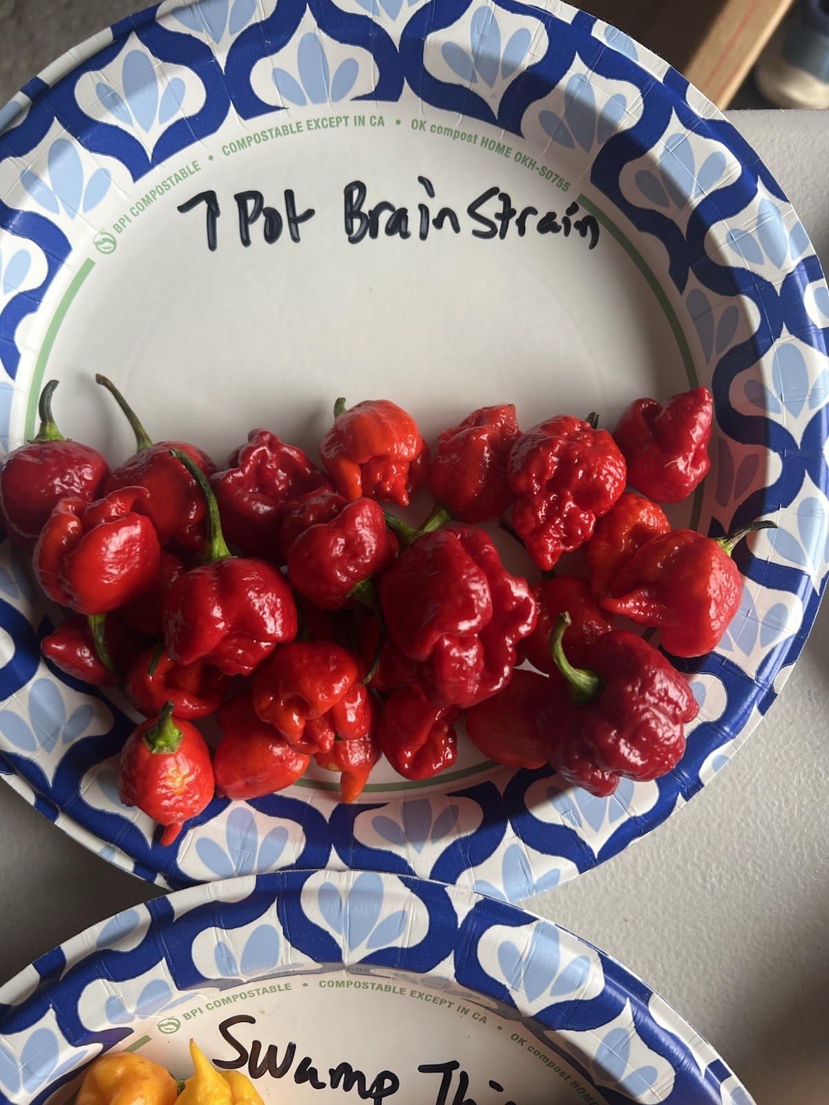 7 Pot Brain Strain Hot Pepper Seeds 15+ Per Pack