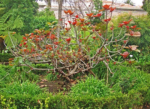 Ficus auriculata | Roxburgh Fig | Elephant Ear Fig | 20 Seeds