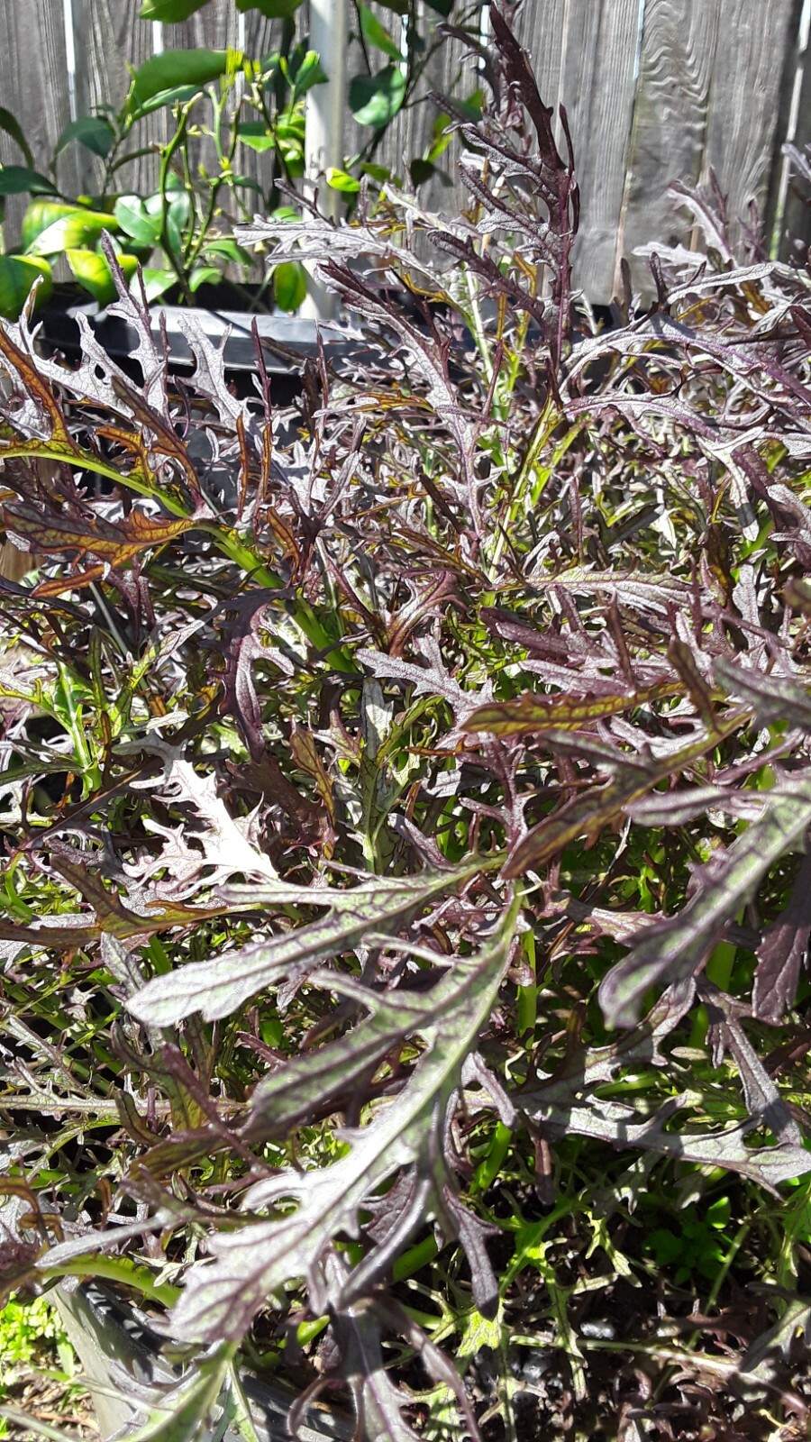 400 Seeds Red Leaf Mizuna Japanese mustard seeds.