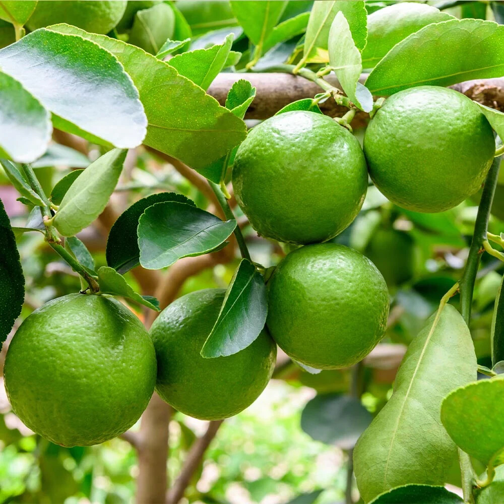 Rare Bearss Lime Citrus Tree- 3 fresh cuttings, rooting /grafting
