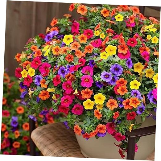 5000+ Petunia Seeds – Mixed Rainbow Color, Bonsai, Grandiflora Flowers, 1500