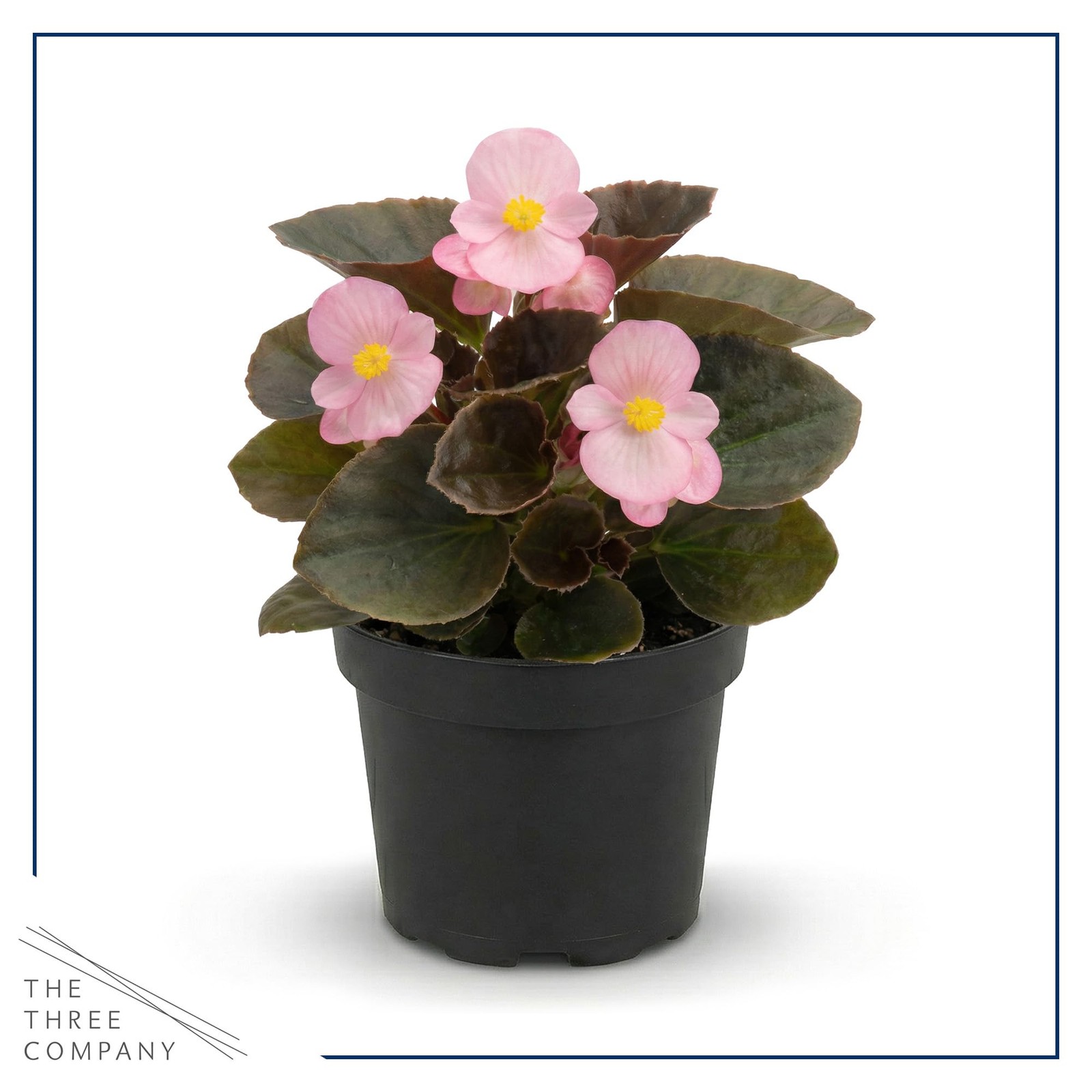 Assorted Dark Leaf Begonias 4 Pack, 8″ Tall Annual Plants in 1 Pt Pot