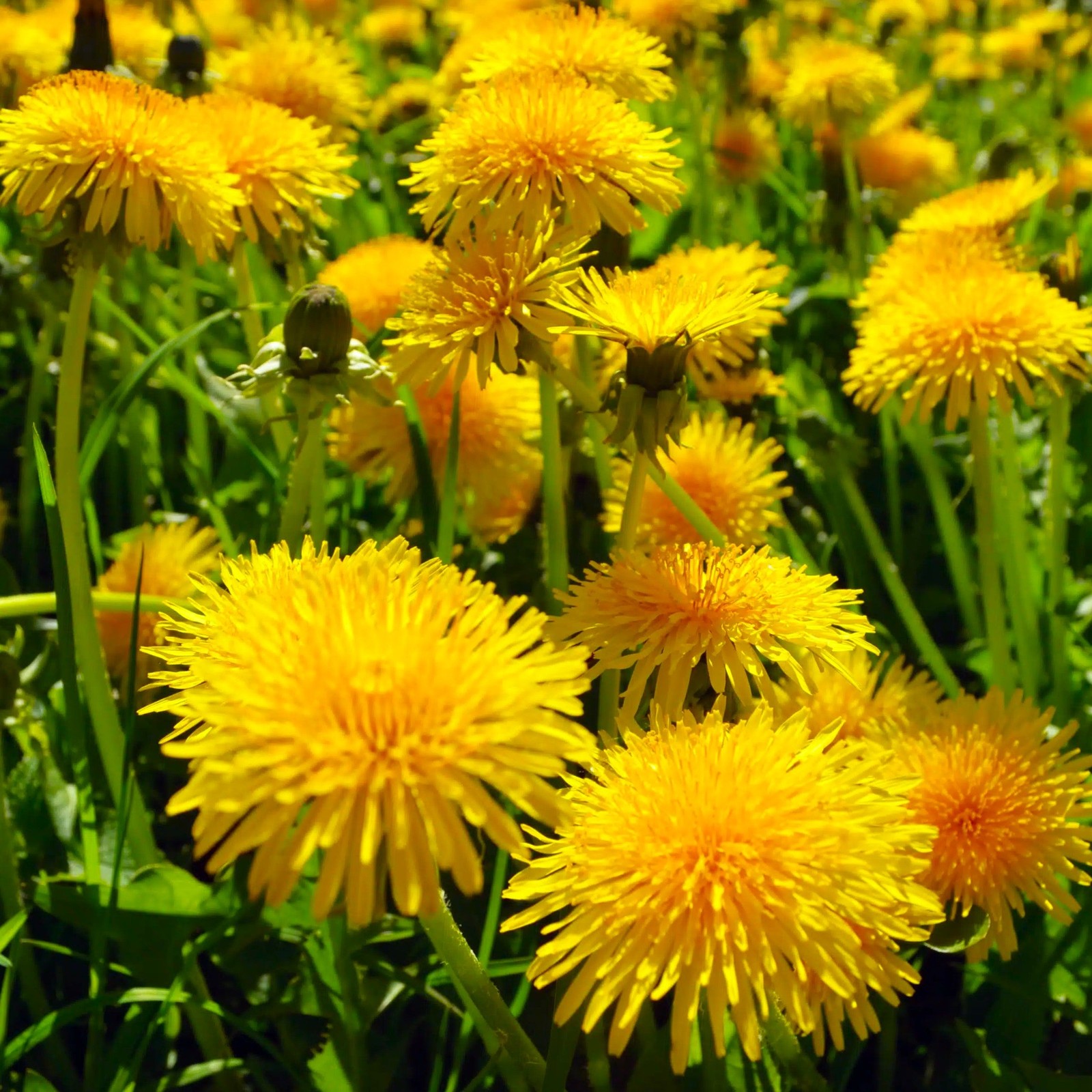 Dandelion Seeds – For 2025 Planting Taraxacum Yellow Puffball Cankerwort Clover