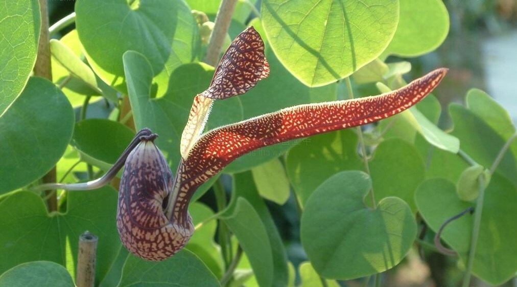 Aristolochia Ringens 10 Seeds, Gaping Dutchman’s Pipe Vine, Birthwort