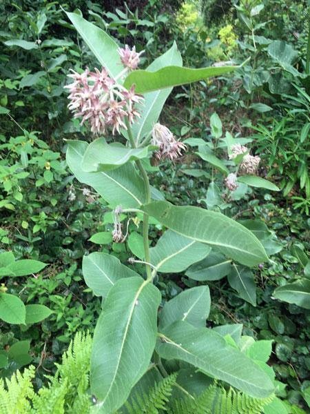 Asclepias speciosa | Showy Milkweed | 1000 Seeds