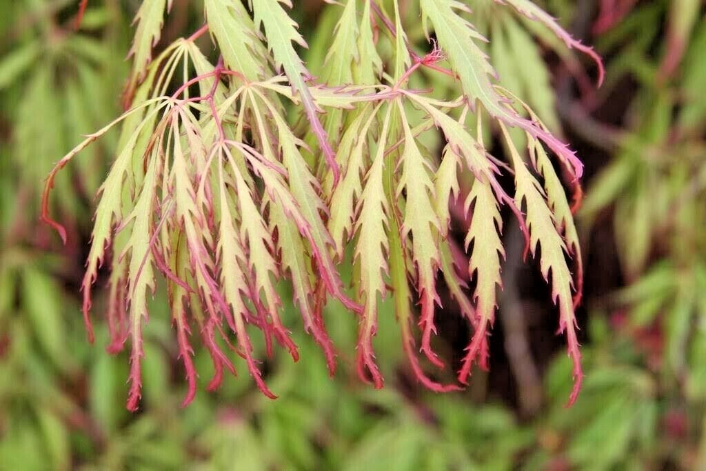 15 SPRING DELIGHT JAPANESE MAPLE SEEEDS – Acer palmatum ‘Spring Delight’